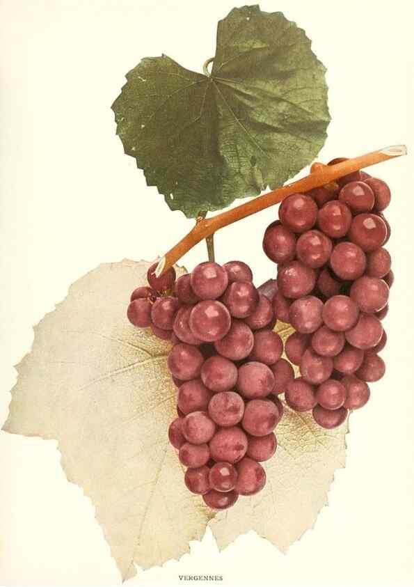 Reproducción/Reproduction 30047926221: The grapes of New York,. Albany,Lyon,1908.