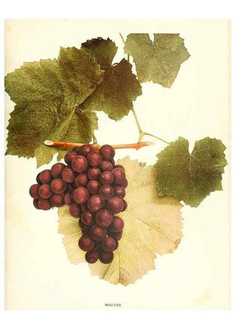 Reproducción/Reproduction 29503394133: The grapes of New York,. Albany,Lyon,1908.