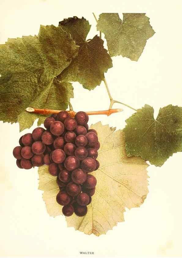 Reproducción/Reproduction 29503394133: The grapes of New York,. Albany,Lyon,1908.