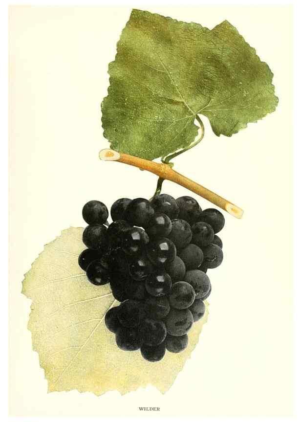 Reproducción/Reproduction 29503396713: The grapes of New York,. Albany,Lyon,1908.