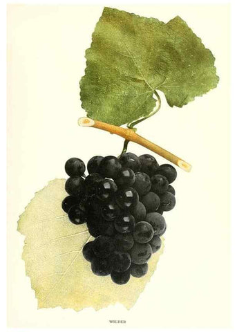 Reproducción/Reproduction 29503396713: The grapes of New York,. Albany,Lyon,1908.
