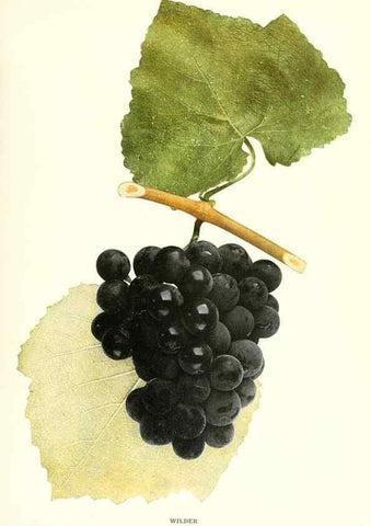 Reproducción/Reproduction 29503396713: The grapes of New York,. Albany,Lyon,1908.