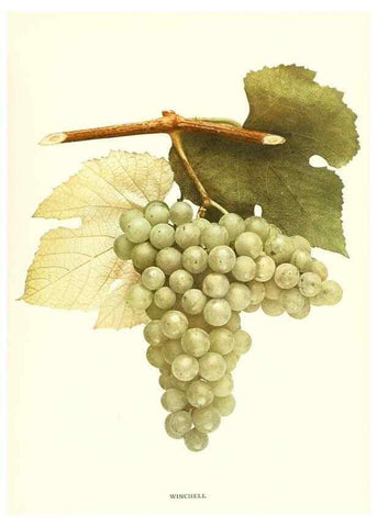 Reproducción/Reproduction 29503399193: The grapes of New York,. Albany,Lyon,1908.