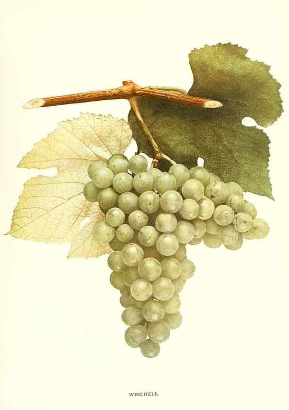 Reproducción/Reproduction 29503399193: The grapes of New York,. Albany,Lyon,1908.