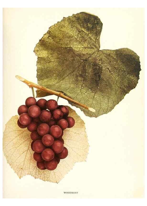 Reproducción/Reproduction 29836796960: The grapes of New York,. Albany,Lyon,1908.