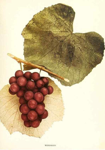 Reproducción/Reproduction 29836796960: The grapes of New York,. Albany,Lyon,1908.