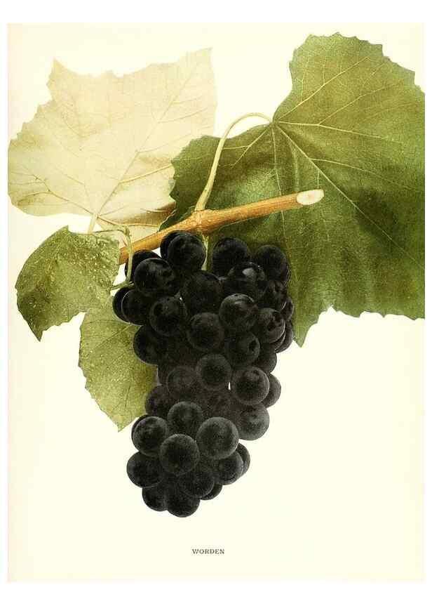 Reproducción/Reproduction 29503403393: The grapes of New York,. Albany,Lyon,1908.