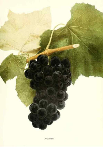 Reproducción/Reproduction 29503403393: The grapes of New York,. Albany,Lyon,1908.