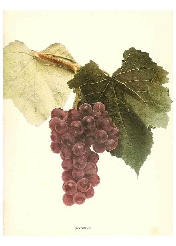 Reproducción/Reproduction 29836800860: The grapes of New York,. Albany,Lyon,1908.