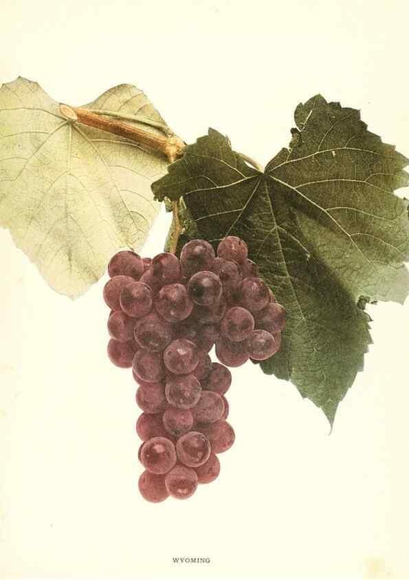 Reproducción/Reproduction 29836800860: The grapes of New York,. Albany,Lyon,1908.