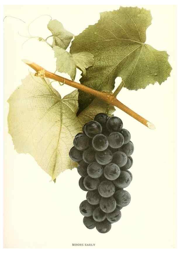 Reproducción/Reproduction 29504153394: The grapes of New York,. Albany,Lyon,1908.