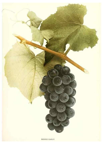 Reproducción/Reproduction 29504153394: The grapes of New York,. Albany,Lyon,1908.