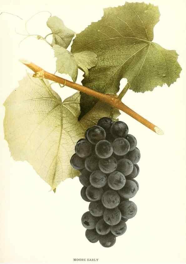 Reproducción/Reproduction 29504153394: The grapes of New York,. Albany,Lyon,1908.