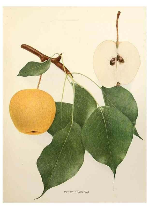 Reproducción/Reproduction 29837858220: The pears of New York.. Albany,Lyon,1921.