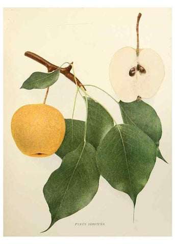 Reproducción/Reproduction 29837858220: The pears of New York.. Albany,Lyon,1921.