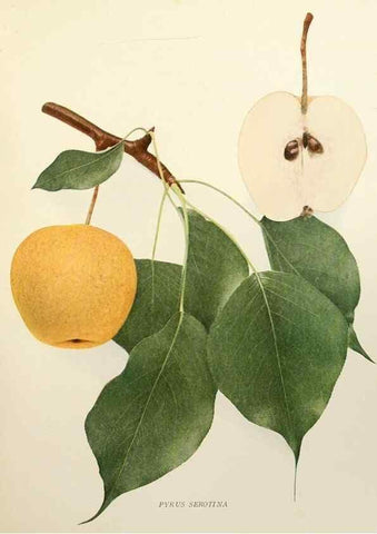Reproducción/Reproduction 29837858220: The pears of New York.. Albany,Lyon,1921.