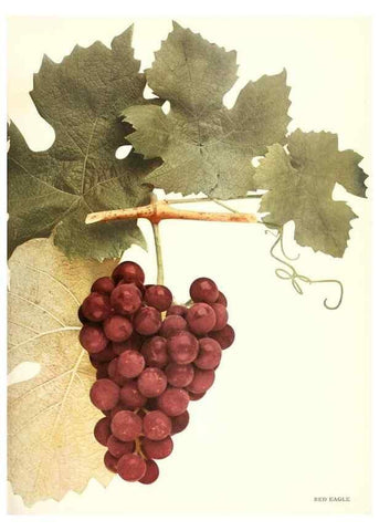Reproducción/Reproduction 30132047135: The grapes of New York,. Albany,Lyon,1908.