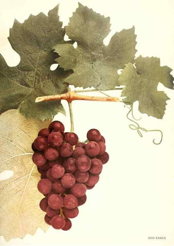 Reproducción/Reproduction 30132047135: The grapes of New York,. Albany,Lyon,1908.