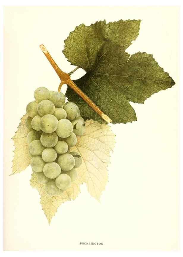 Reproducción/Reproduction 29503372733: The grapes of New York,. Albany,Lyon,1908.
