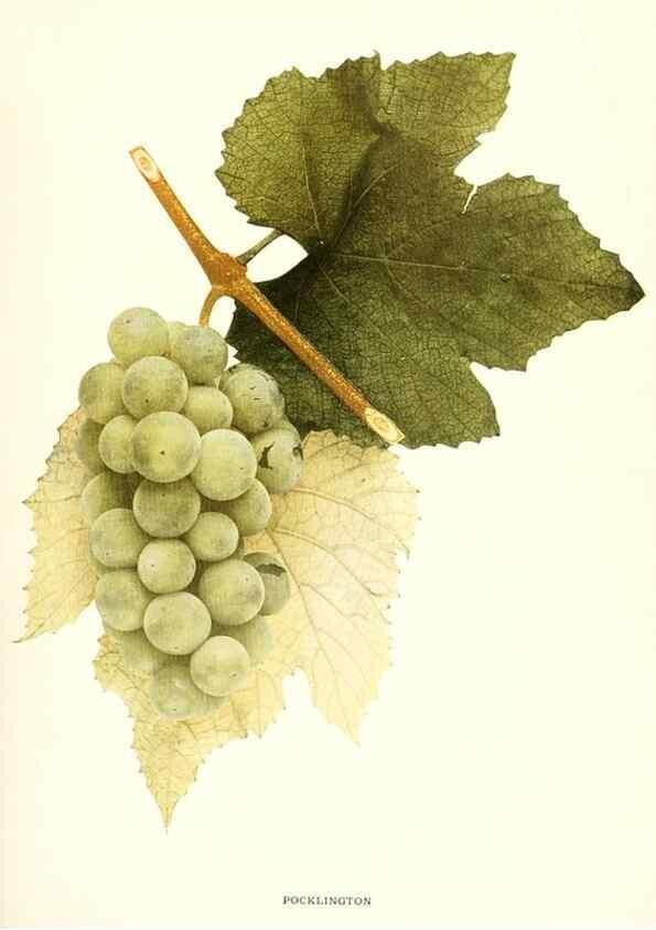 Reproducción/Reproduction 29503372733: The grapes of New York,. Albany,Lyon,1908.