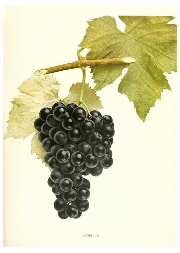 Reproducción/Reproduction 29836773260: The grapes of New York,. Albany,Lyon,1908.