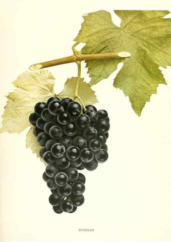 Reproducción/Reproduction 29836773260: The grapes of New York,. Albany,Lyon,1908.