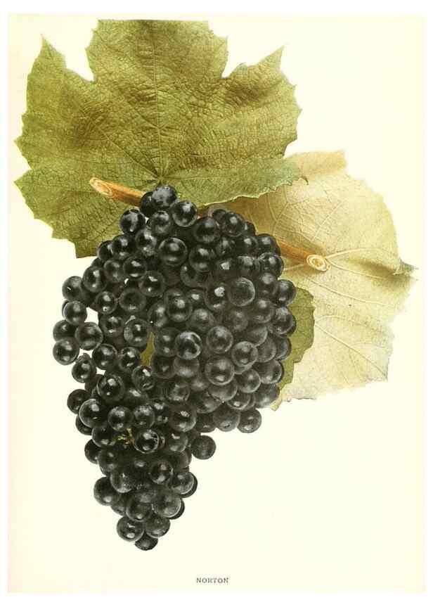 Reproducción/Reproduction 29503367833: The grapes of New York,. Albany,Lyon,1908.