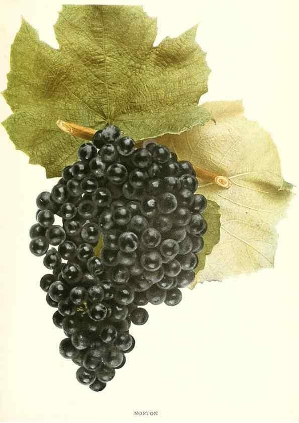 Reproducción/Reproduction 29503367833: The grapes of New York,. Albany,Lyon,1908.