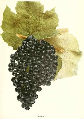 Reproducción/Reproduction 29503367833: The grapes of New York,. Albany,Lyon,1908.