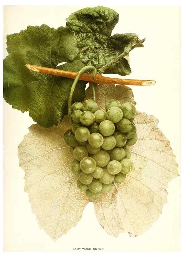 Reproducción/Reproduction 30131987505: The grapes of New York,. Albany,Lyon,1908.