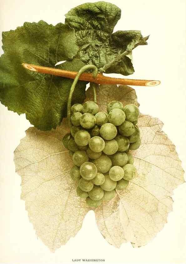 Reproducción/Reproduction 30131987505: The grapes of New York,. Albany,Lyon,1908.