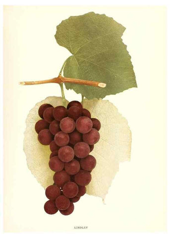 Reproducción/Reproduction 30017655552: The grapes of New York,. Albany,Lyon,1908.