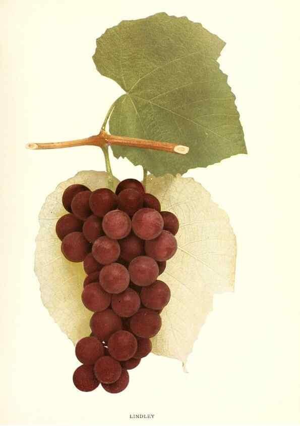 Reproducción/Reproduction 30017655552: The grapes of New York,. Albany,Lyon,1908.