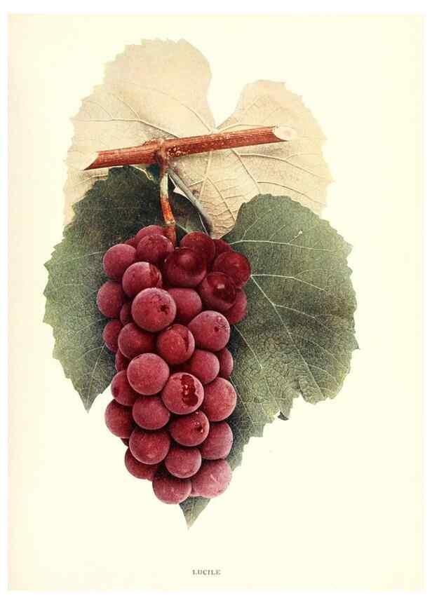 Reproducción/Reproduction 30097126186: The grapes of New York,. Albany,Lyon,1908.