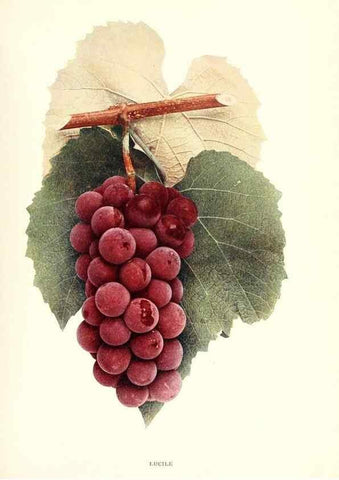 Reproducción/Reproduction 30097126186: The grapes of New York,. Albany,Lyon,1908.