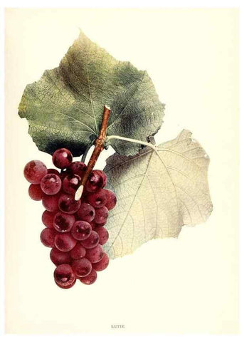 Reproducción/Reproduction 29836728580: The grapes of New York,. Albany,Lyon,1908.