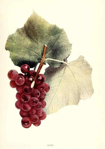 Reproducción/Reproduction 29836728580: The grapes of New York,. Albany,Lyon,1908.