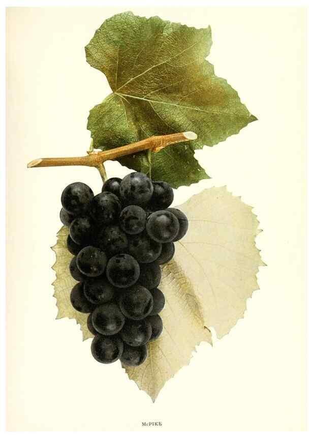 Reproducción/Reproduction 29836729580: The grapes of New York,. Albany,Lyon,1908.