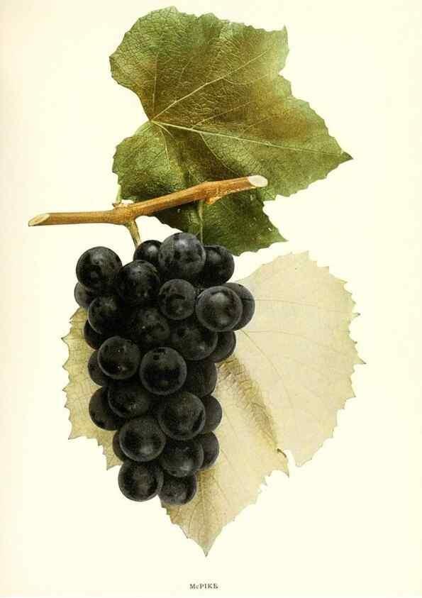 Reproducción/Reproduction 29836729580: The grapes of New York,. Albany,Lyon,1908.