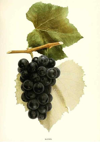 Reproducción/Reproduction 29836729580: The grapes of New York,. Albany,Lyon,1908.