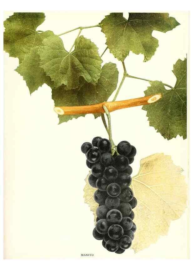 Reproducción/Reproduction 30017663912: The grapes of New York,. Albany,Lyon,1908.