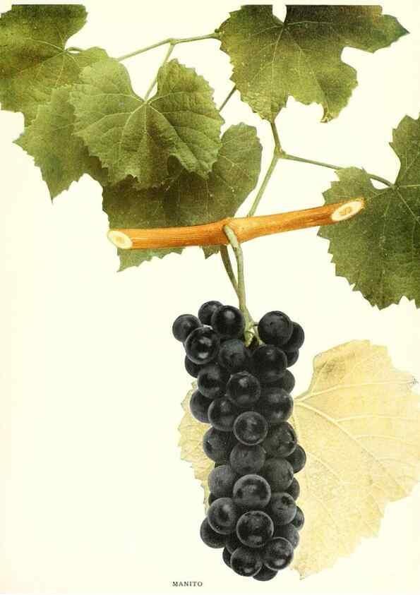 Reproducción/Reproduction 30017663912: The grapes of New York,. Albany,Lyon,1908.