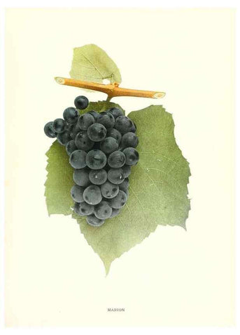 Reproducción/Reproduction 29503343103: The grapes of New York,. Albany,Lyon,1908.