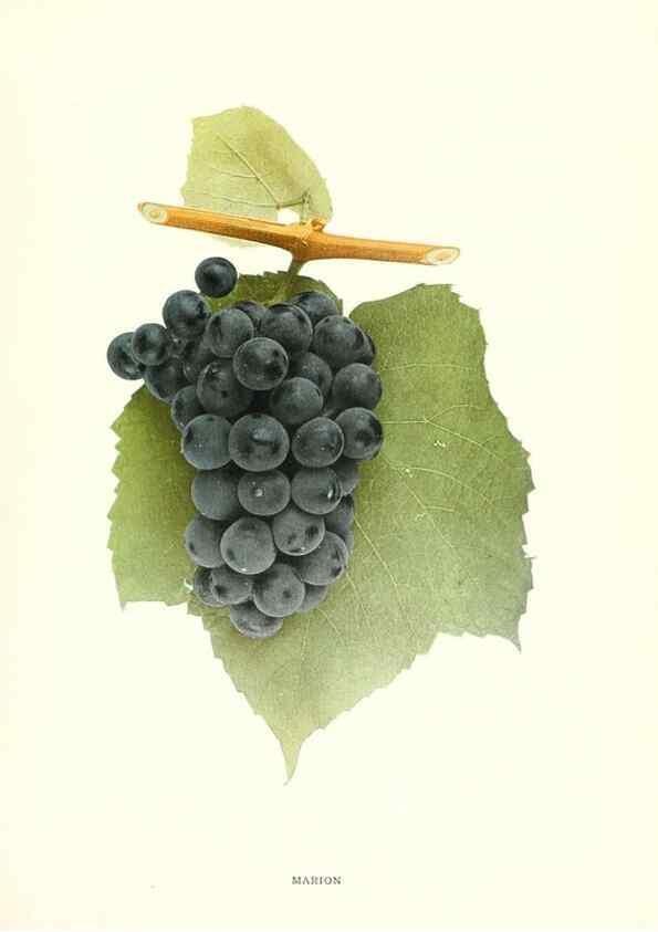 Reproducción/Reproduction 29503343103: The grapes of New York,. Albany,Lyon,1908.