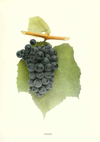 Reproducción/Reproduction 29503343103: The grapes of New York,. Albany,Lyon,1908.