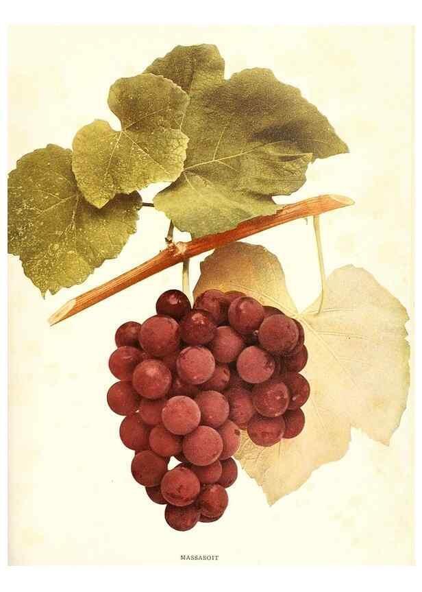 Reproducción/Reproduction 29503346083: The grapes of New York,. Albany,Lyon,1908.