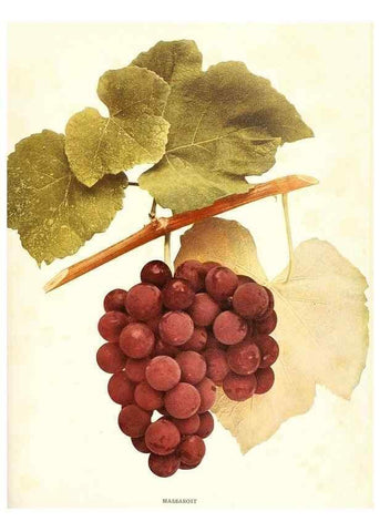Reproducción/Reproduction 29503346083: The grapes of New York,. Albany,Lyon,1908.