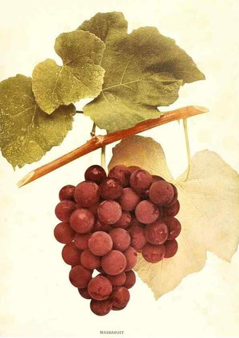 Reproducción/Reproduction 29503346083: The grapes of New York,. Albany,Lyon,1908.
