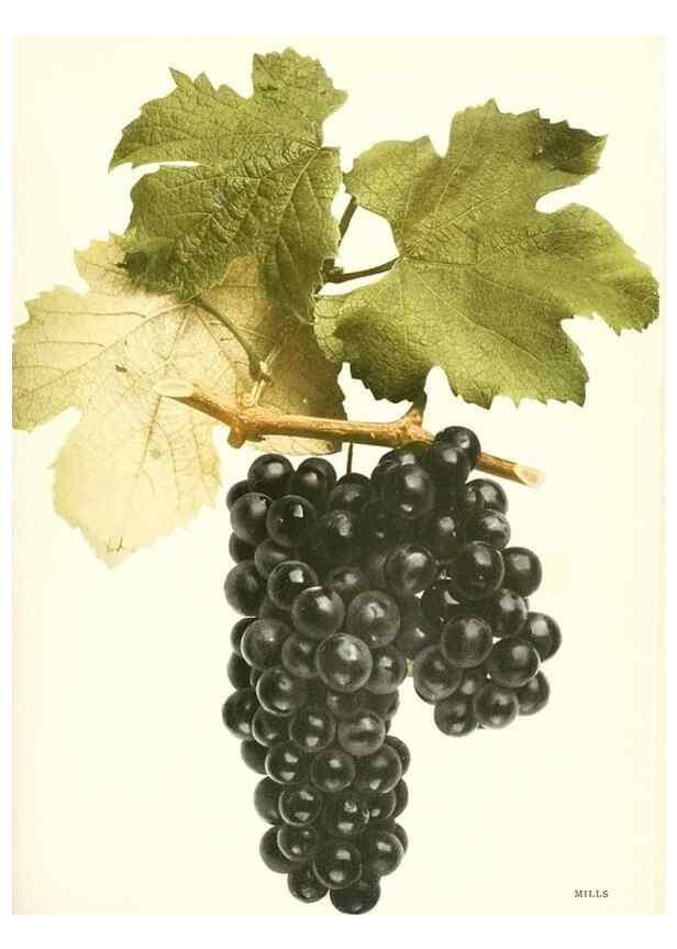 Reproducción/Reproduction 30017668962: The grapes of New York,. Albany,Lyon,1908.