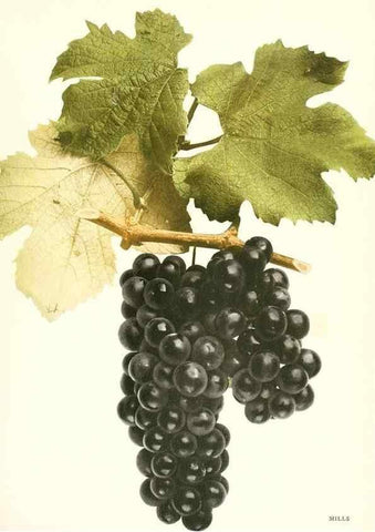 Reproducción/Reproduction 30017668962: The grapes of New York,. Albany,Lyon,1908.